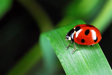 Putokaz Bubamara Insekt Koji Donosi Sreću