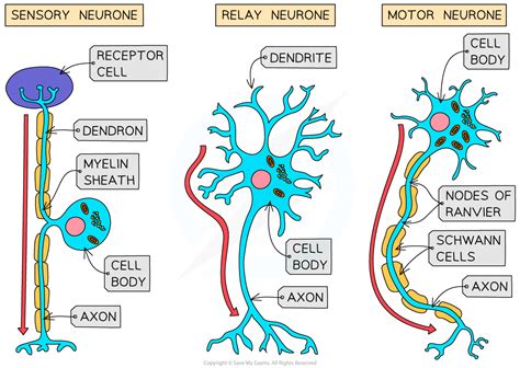 Cie A Level Biology Neurones