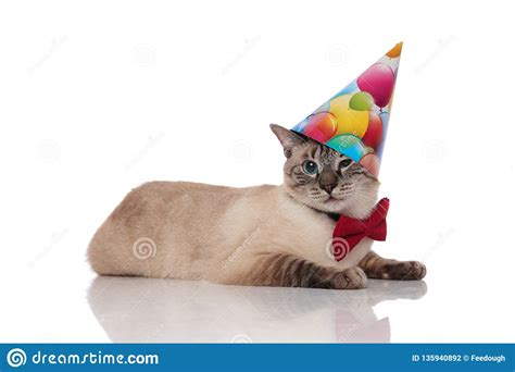 Gentleman Burmese Cat Lying And Wearing A Birthday Hat