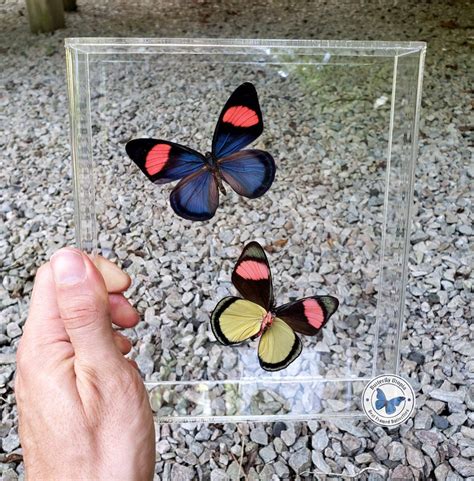 Framed Pastel Papillion Batesia Hypochlora Butterflies In Acrylic