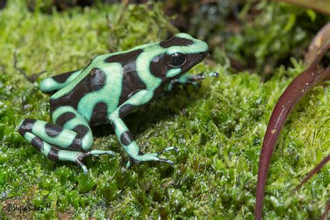 Green And Black Poison Frog Rana Venenosa Verdinegra Den Flickr