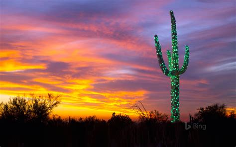A Saguaro Cactus Decorated With Lights In Arizona Bing