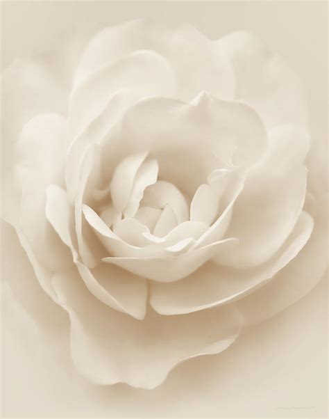 Soft Whispers Beige Rose Flower Photograph By Jennie Marie Schell