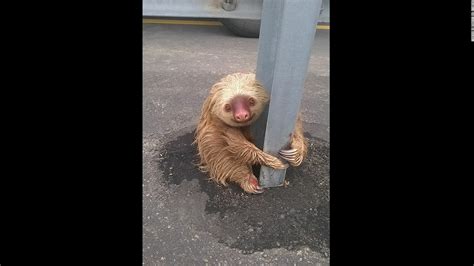 Officer Helps Sloth Cross The Road Cnn