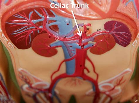A muscular membrane, the thoracic diaphragm, extends across this hollow and divides the tabs thoracic cavity: Celiac trunk - The Anatomy of the Arteries Visual Guide, p ...