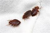 Pest Control For Bed Bugs Images