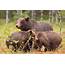 Bears In Finland – Henks Fotowebsait