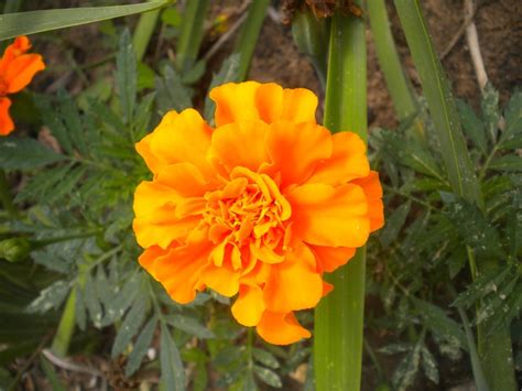Orange Marigold Plants Orange Marigold