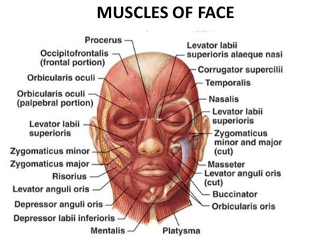muscles of facial expression muscles of facial expression muscles of the face facial muscles