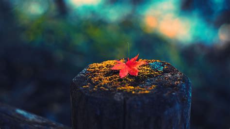 Autumn Hd Wallpapers Full Hd Free Download