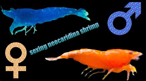 Is My Shrimp Male Or Female Sexing Neocaridina Shrimp Youtube
