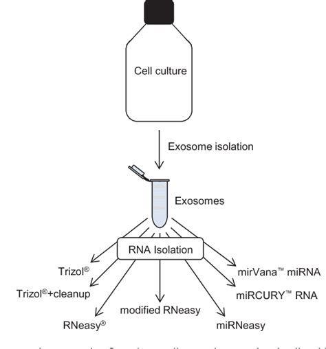 Figure From Importance Of Rna Isolation Methods For Analysis Of