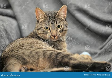 Brown Tabby European Shorthair Cat Stock Photo Image Of Calm Common