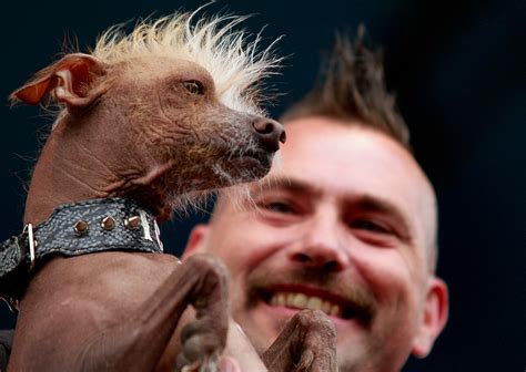 Worlds Ugliest Dog Has A Face Only A Mother Could Love