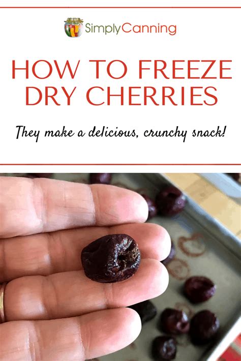 How To Freeze Dry Cherries With A Home Freeze Dryer A Detailed Guide