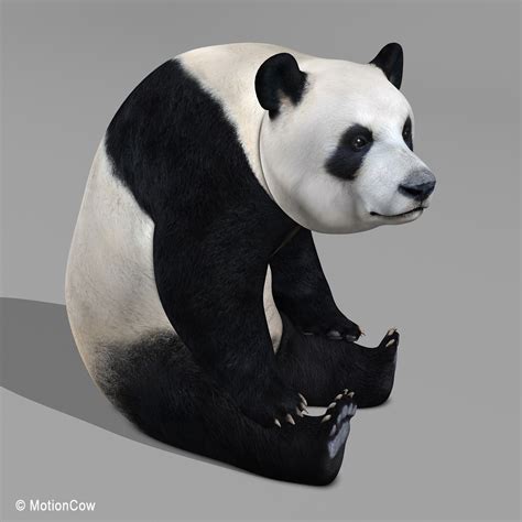 Realistic Panda 3d Model