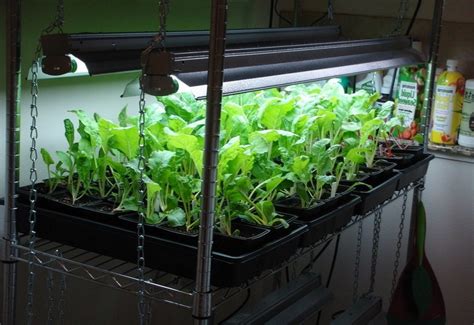 The Ultimate Indoor Vegetable Gardening Guide
