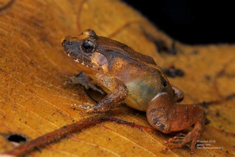 Limnonectes Palavanensis Smooth Guardian Frog Jamiuns Photography