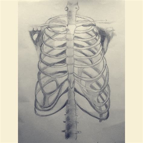 See more ideas about rib cage drawing, fish skeleton, fishing decals. Rib cage drawing by xxSherbetxx on DeviantArt