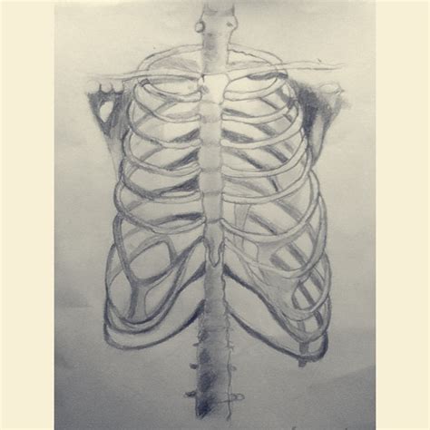 Rib cage anatomy body anatomy anatomy drawing anatomy art human anatomy skeleton drawings human skeleton illustrations médicales illustration. Rib cage drawing by xxSherbetxx on DeviantArt