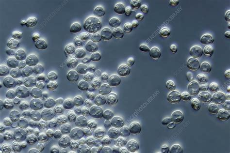 Bakers Yeast Saccharomyces Cerevisiae Light Micrograph Stock