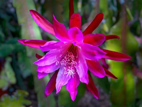 Caring For Eipiphyllums How To Grow Epiphyllum Cactus Plants