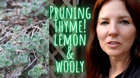 ️ How To Prune Thyme Video Tutorial Wooly And Lemon 🍋 Quick Clip Tips