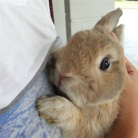 bunny loves a good hug from her human ☺☺☺ bunny pictures cute
