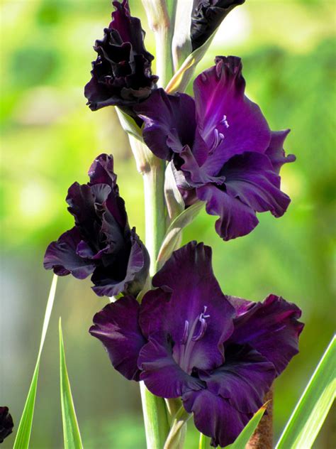 The sky, the flowers, the songs of birds! The Different Types of Gladiolus Plants - Garden Lovers Club
