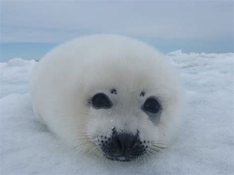 Harp Seal National Geographic Society