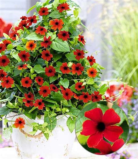 Contact blumen garten official on messenger. Pin auf Gartenblumen