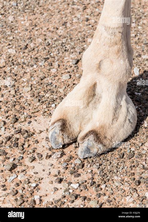 Camels Toe Hi Res Stock Photography And Images Alamy