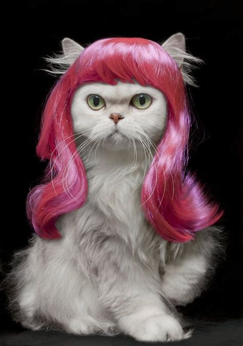 16 Animals Wearing Wigs And Looking Spectacular Persian Cats And Hot