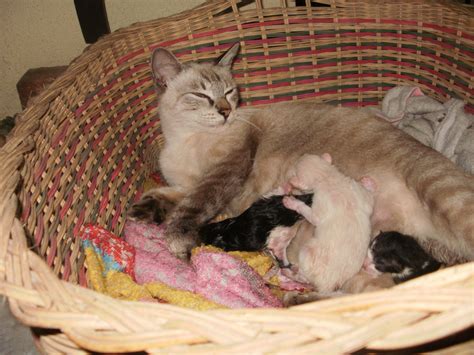 32 Gambar Kartun Haiwan Beranak Terbaik Motivbaruu - Riset