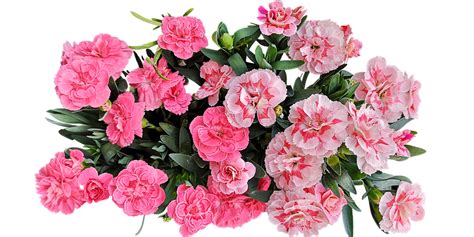 9 Free Carnation Pink And Carnation Illustrations Pixabay