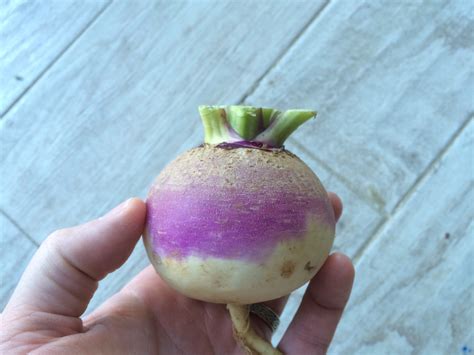 The Eastham Turnip And A Turnip Fluff Recipe Perfect Little Bites