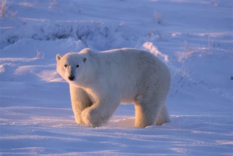 Osos Polares Cuanto Viven Los Animales