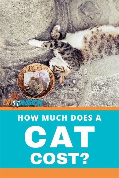 Based on the above factors, what cat grooming prices can you expect to pay? How much does a cat cost? What kind of expenses come with ...