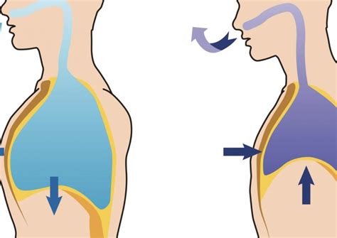 La Importancia De Una Buena Respiración Y Cómo Ejercitarla Correnl