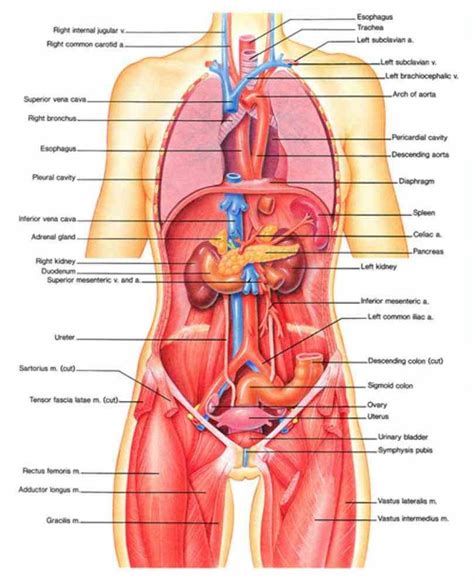 Anatomy human body organ placement anatomy human body diagram of internal organs human body anatomy study female sample. Organs Diagram diagram showing a front view of organs in the human body related Female Human ...