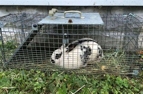 3 Proven Ways To Trap Rabbits