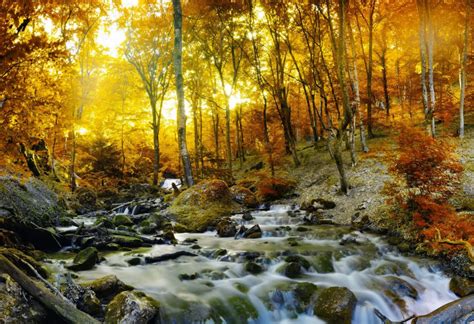 Autumn Forest Stream Trees Nature Rays Branches Wallpaper