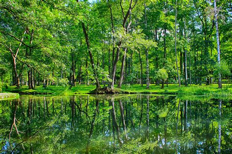 Coole handy vogel foto fliegende eule hintergrund hd. Images St. Petersburg Russia Peterhof park Summer Nature ...