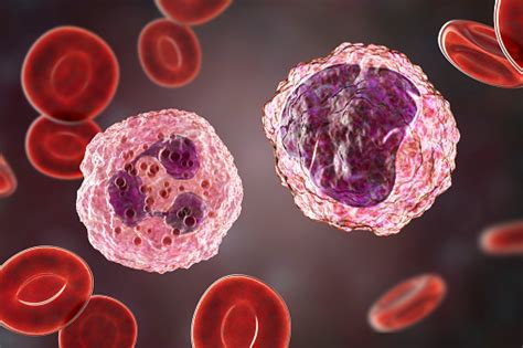 Monocyte And Neutrophil Surrounded By Red Blood Cells Stock Photo
