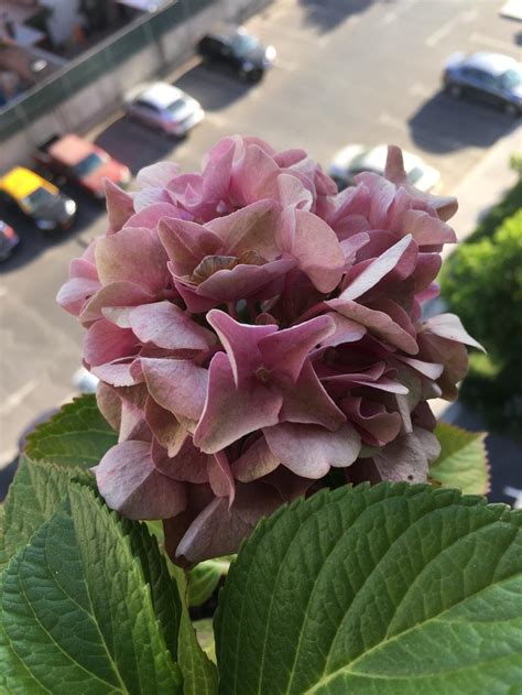 However plants being plants, and seeing that hydrangea has about while they lose their colour, dead hydrangea flowers persist on the plant through the winter after the. Ask a Question forum: Brown spots on my hydrangea stems ...