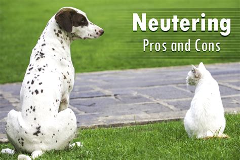 This article highlights the pros and cons of zoos. Neutering Canines And Felines- Pros And Cons