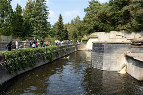 Eisbär akiak nimmt ein bad im neuen polarium des rostocker zoos: Bärenburg wird zum Polarium | Unterstütze auch du den Zoo