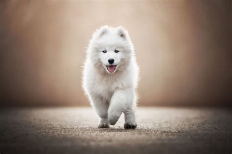 Download Puppy Baby Animal Dog Animal Samoyed Hd Wallpaper