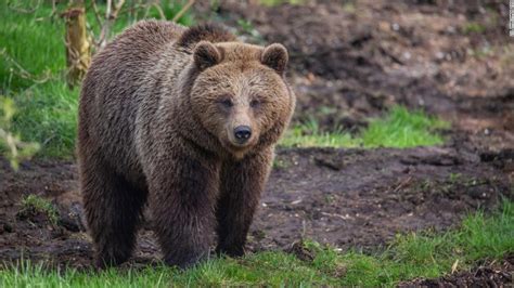 Whipsnade Zoo Bears Killed At Uk Zoo After They Escape From Enclosure