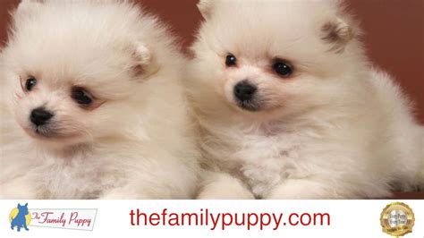 You can do your research on the shih tzu mix breed by reading our dog breed profile on the shih tzu. Blissfull: Pomeranian Shih Tzu Mix Puppies For Sale